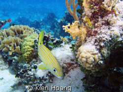 Bluestriped grunt in Cozumel by Kien Hoang 
